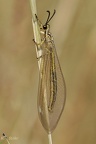 Ameisenjungfer (Myrmecaelurus trigrammus)